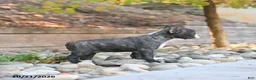 Frenchton dogs for sale: Joey - Ad 2