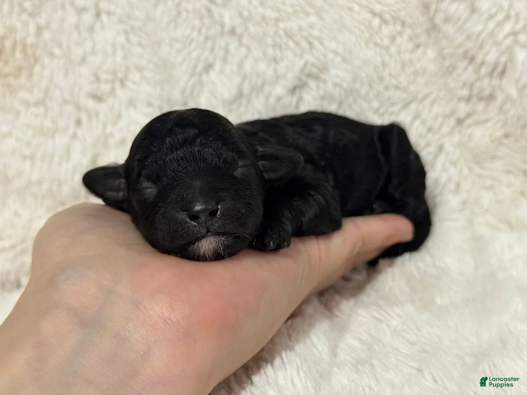 Toy Poodle dogs for sale: Muffin - Ad 2