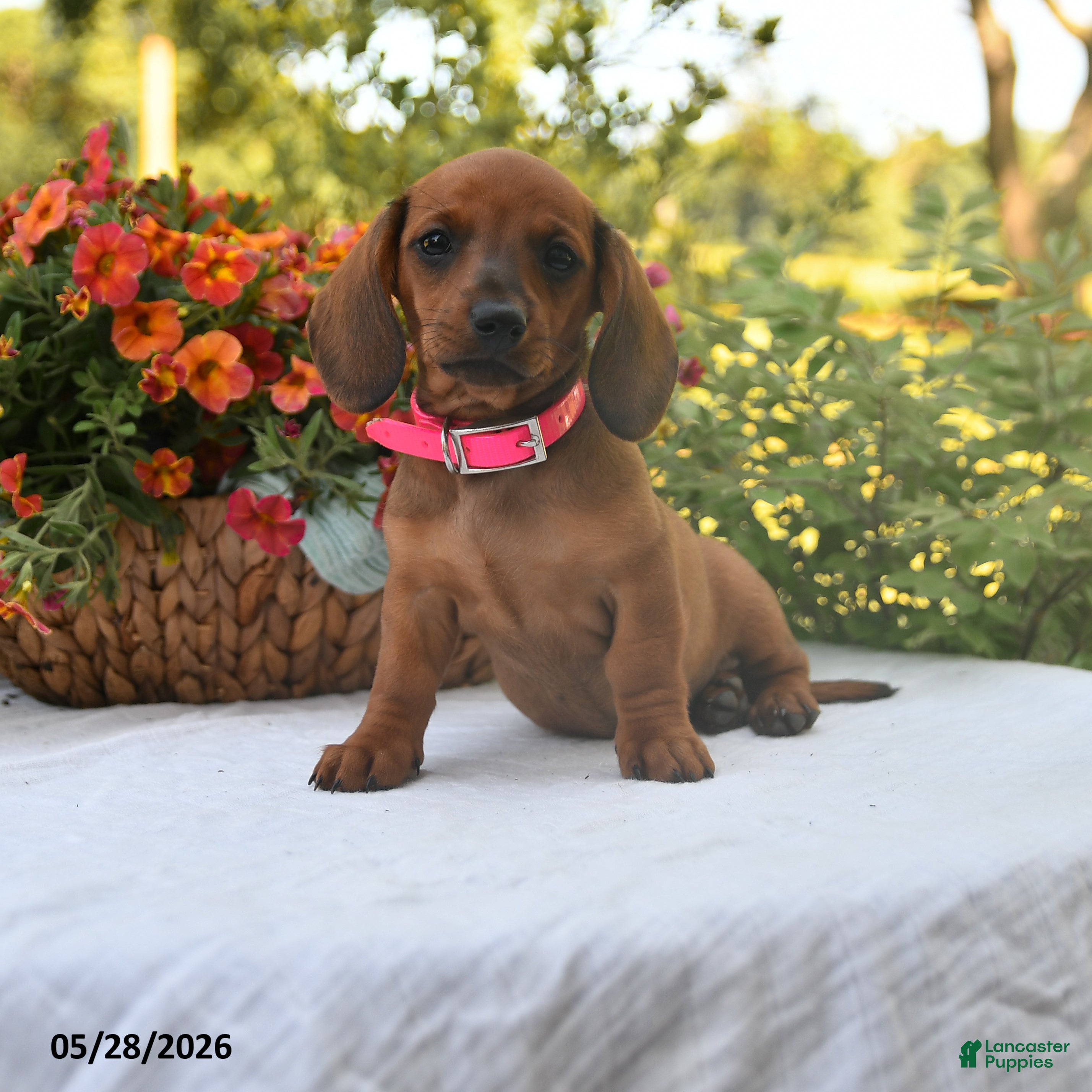 Dachshund dogs Gracie - Ad 1