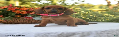 Gracie