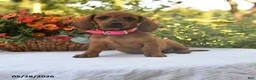 Dachshund dogs for sale: Gracie - Ad 1