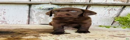 Labrador Retriever dogs for sale: Stella  - Ad 5