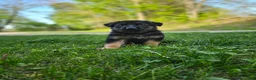 German Shepherd dogs for sale: Cannon - Ad 5
