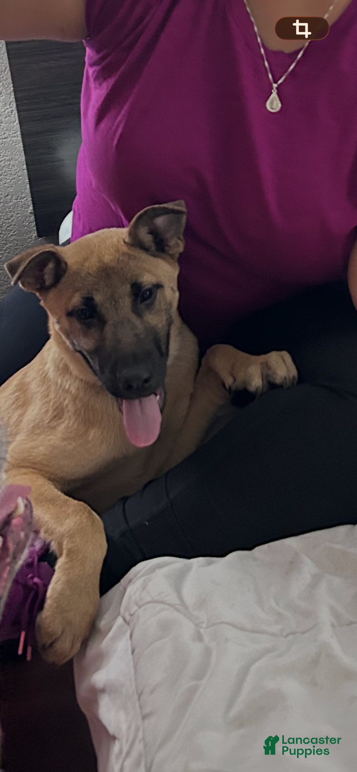 Mixed Breed dogs Mixed Breed 1 - Ad 6
