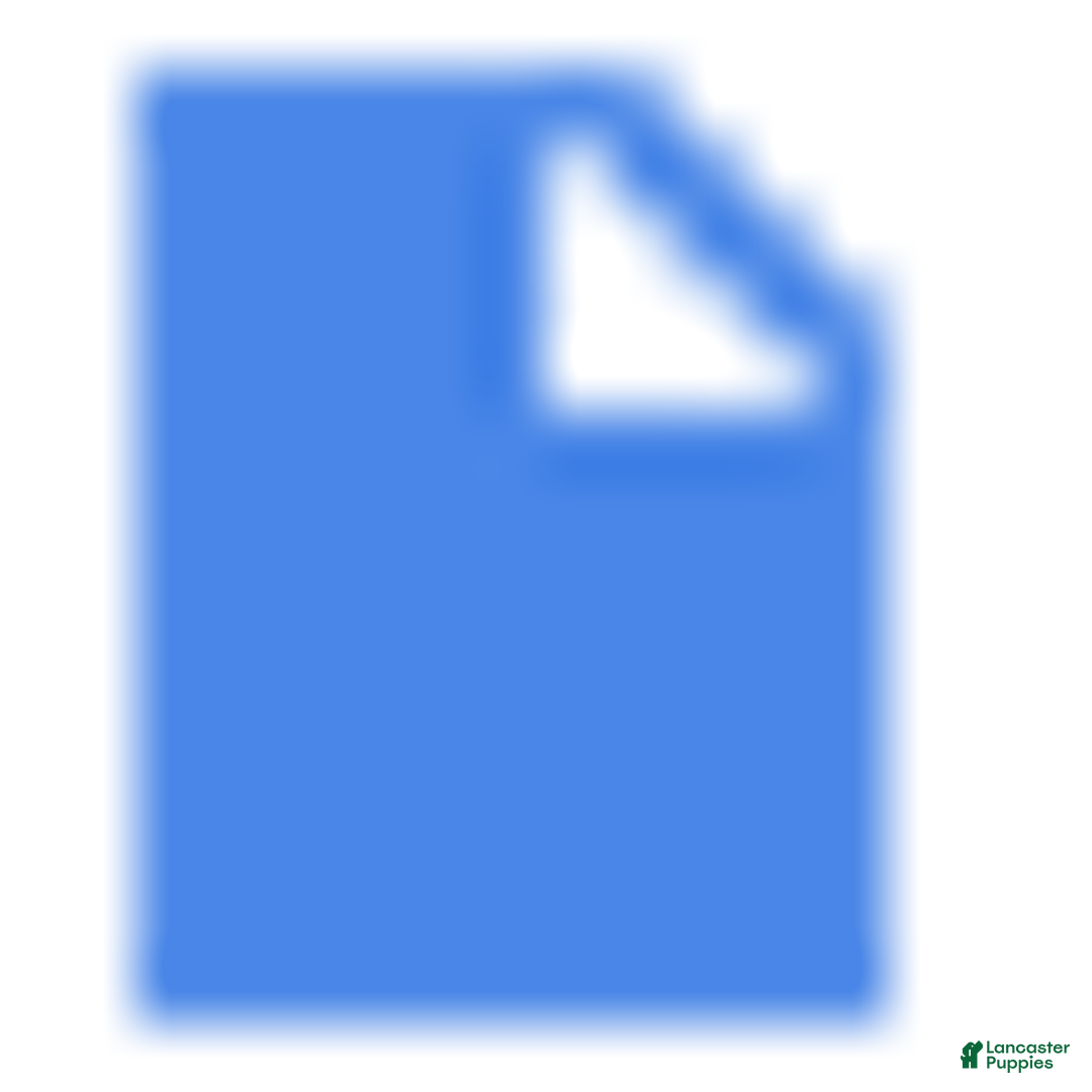 Cockapoo dogs for sale: hunter - Ad 9