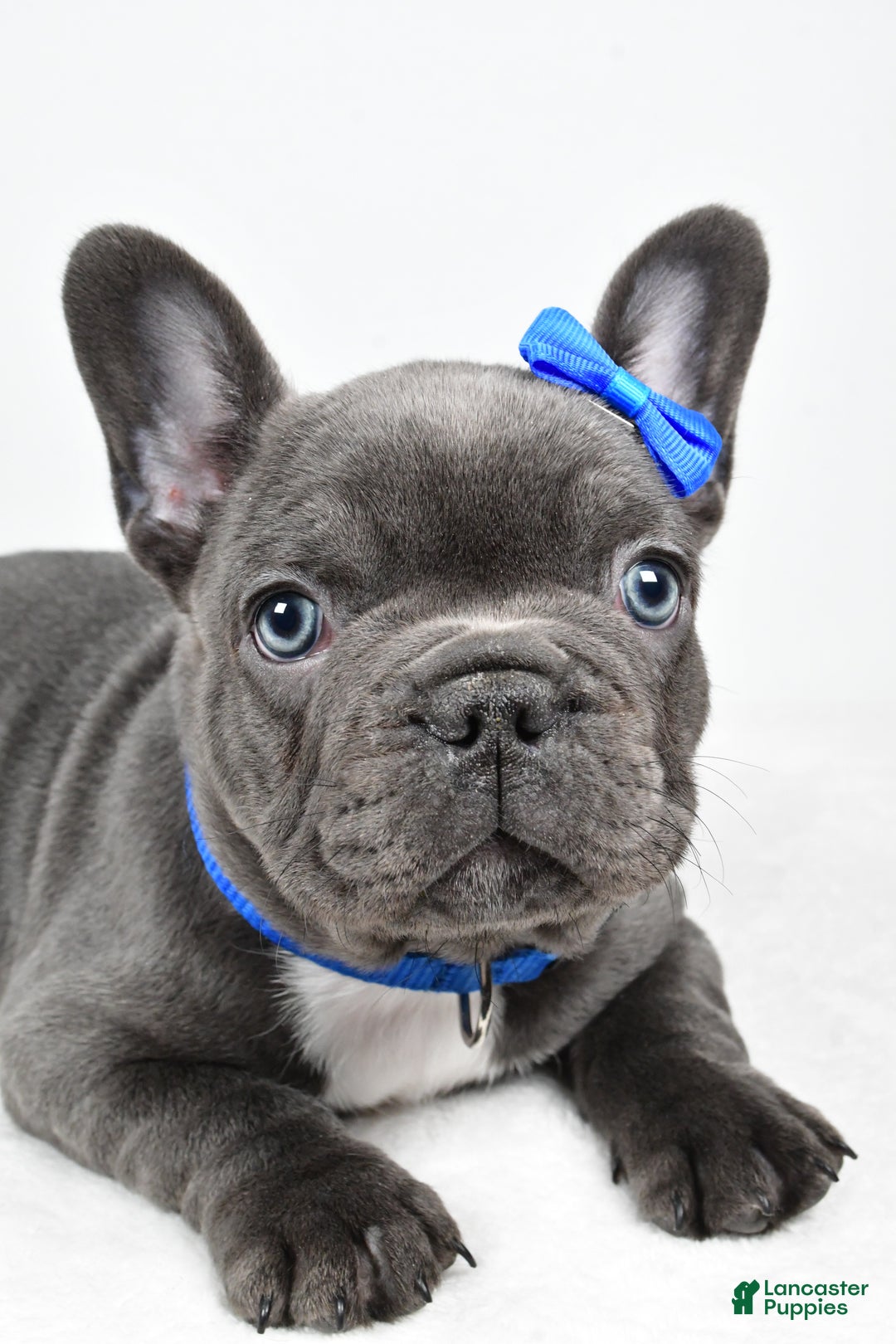 French Bulldog dogs for sale: AJ - Ad 7
