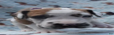 Great Dane - Lavender Collar - Fawnequin