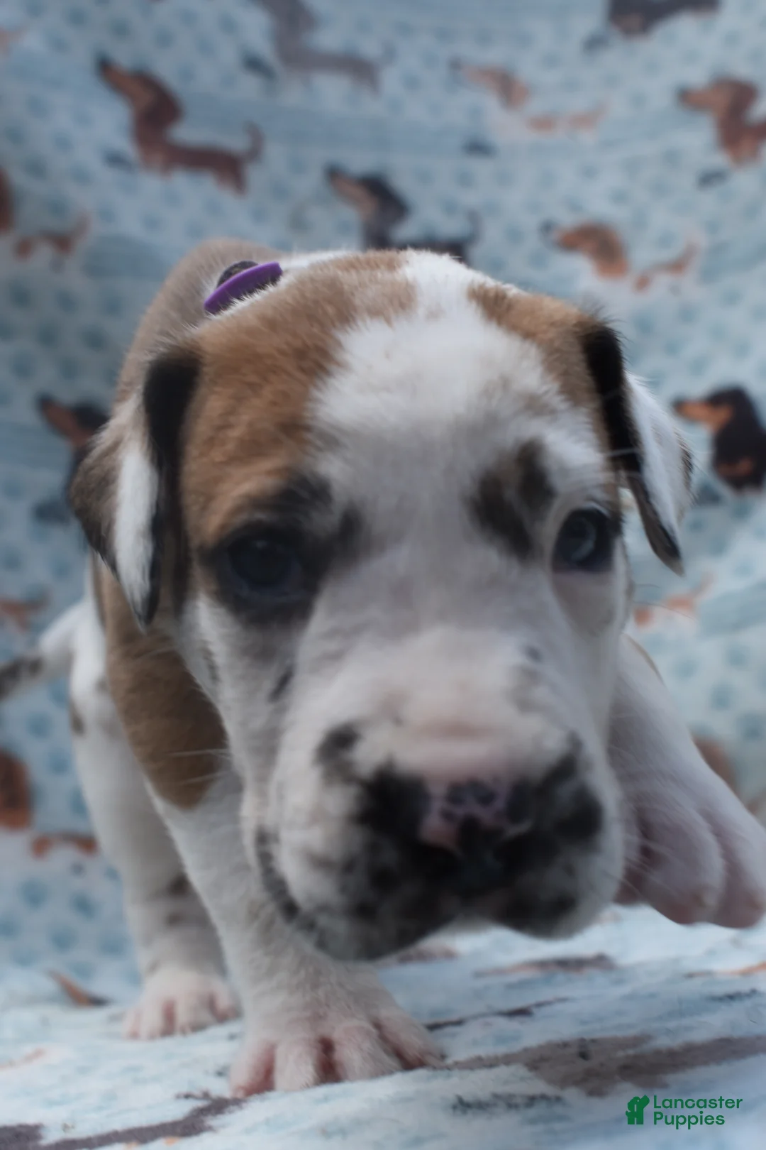 Great Dane dogs for sale: Great Dane - Lavender Collar - Fawnequin - Ad 1