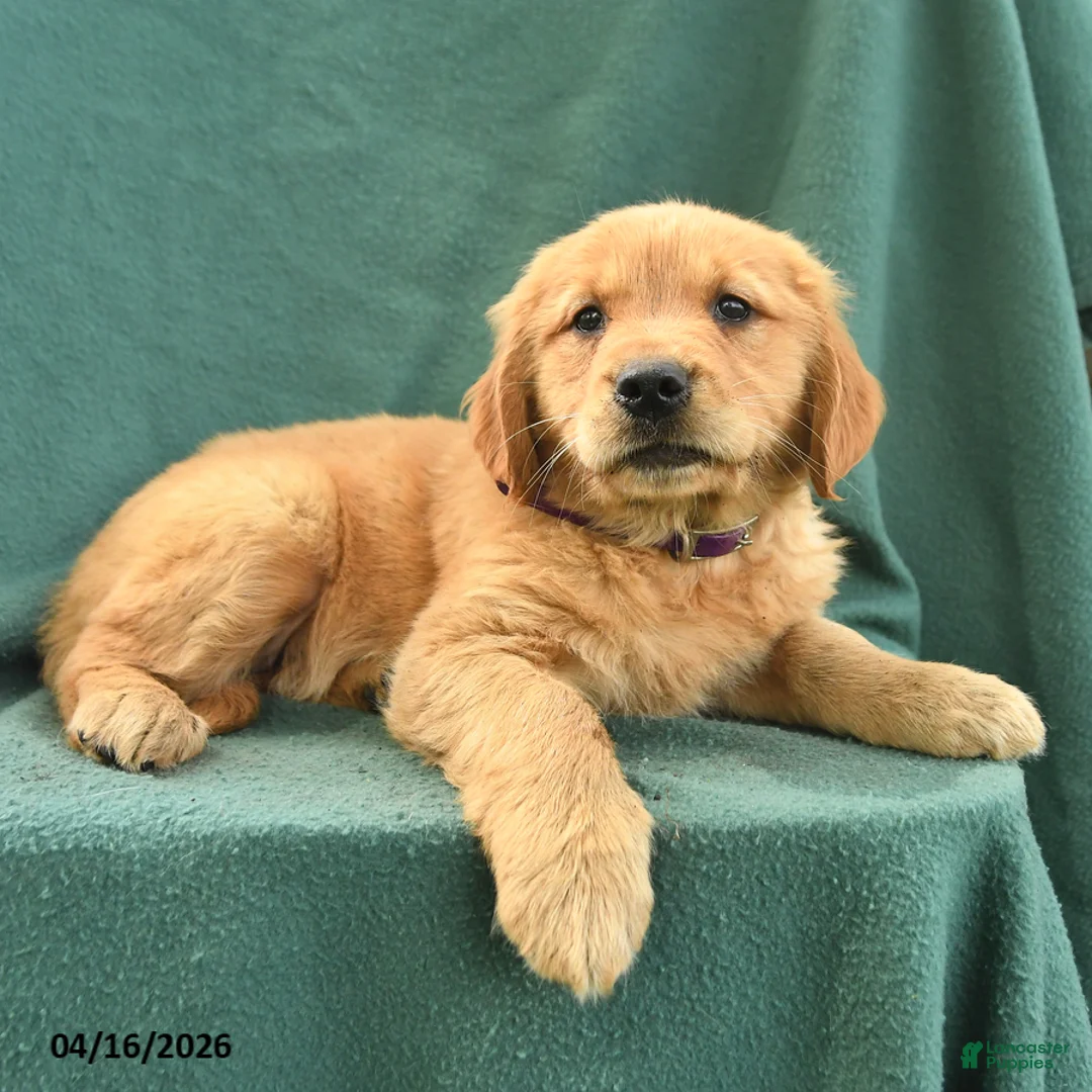 Golden Retriever dogs for sale: Rachel - Ad 3