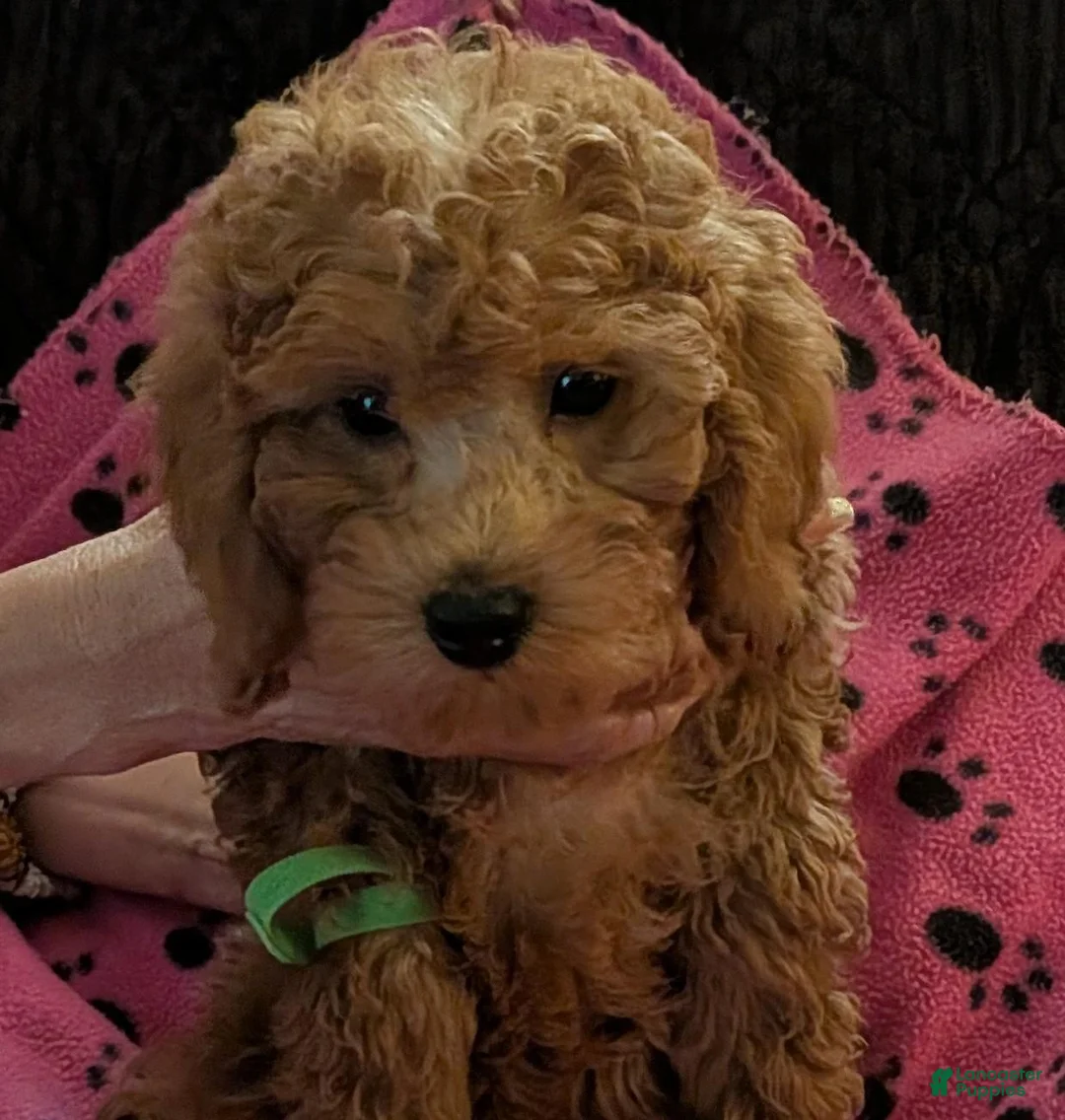 Toy Poodle dogs for sale: Toy Poodle 1 - Ad 1