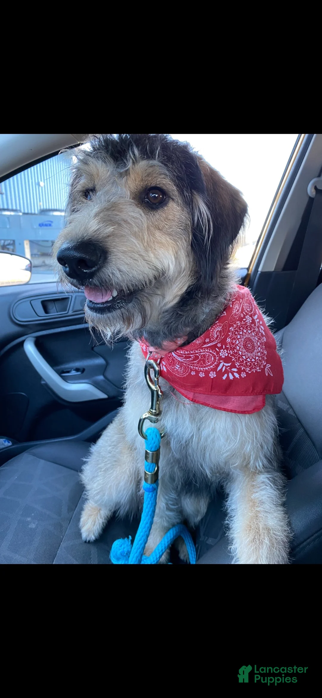 Labradoodle dogs for sale: Labradoodle 5 - Ad 2