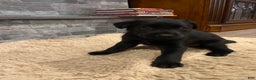 Labrador Retriever dogs for sale: Black Male 1 - Ad 2