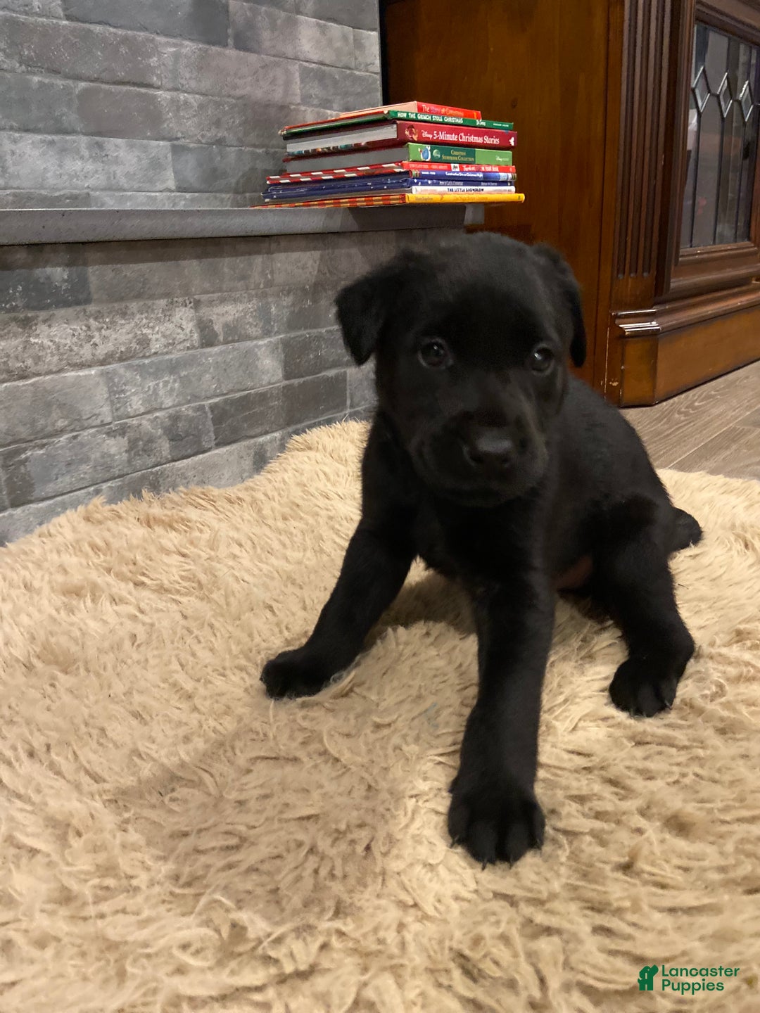 Labrador Retriever dogs for sale: Black Male 1 - Ad 2