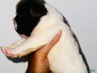 French Bulldog dogs - Ad 22