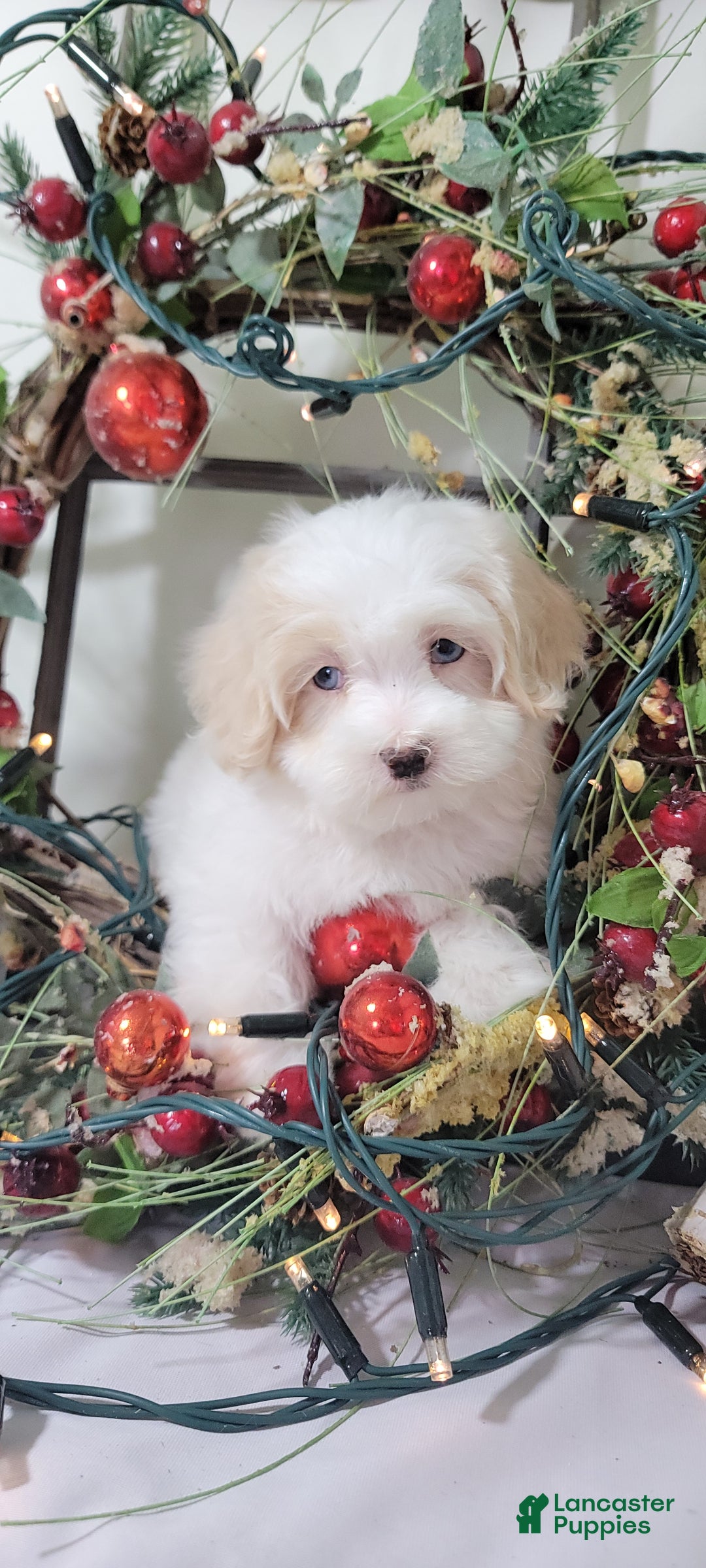 Maltipoo dogs for sale: April - Ad 5
