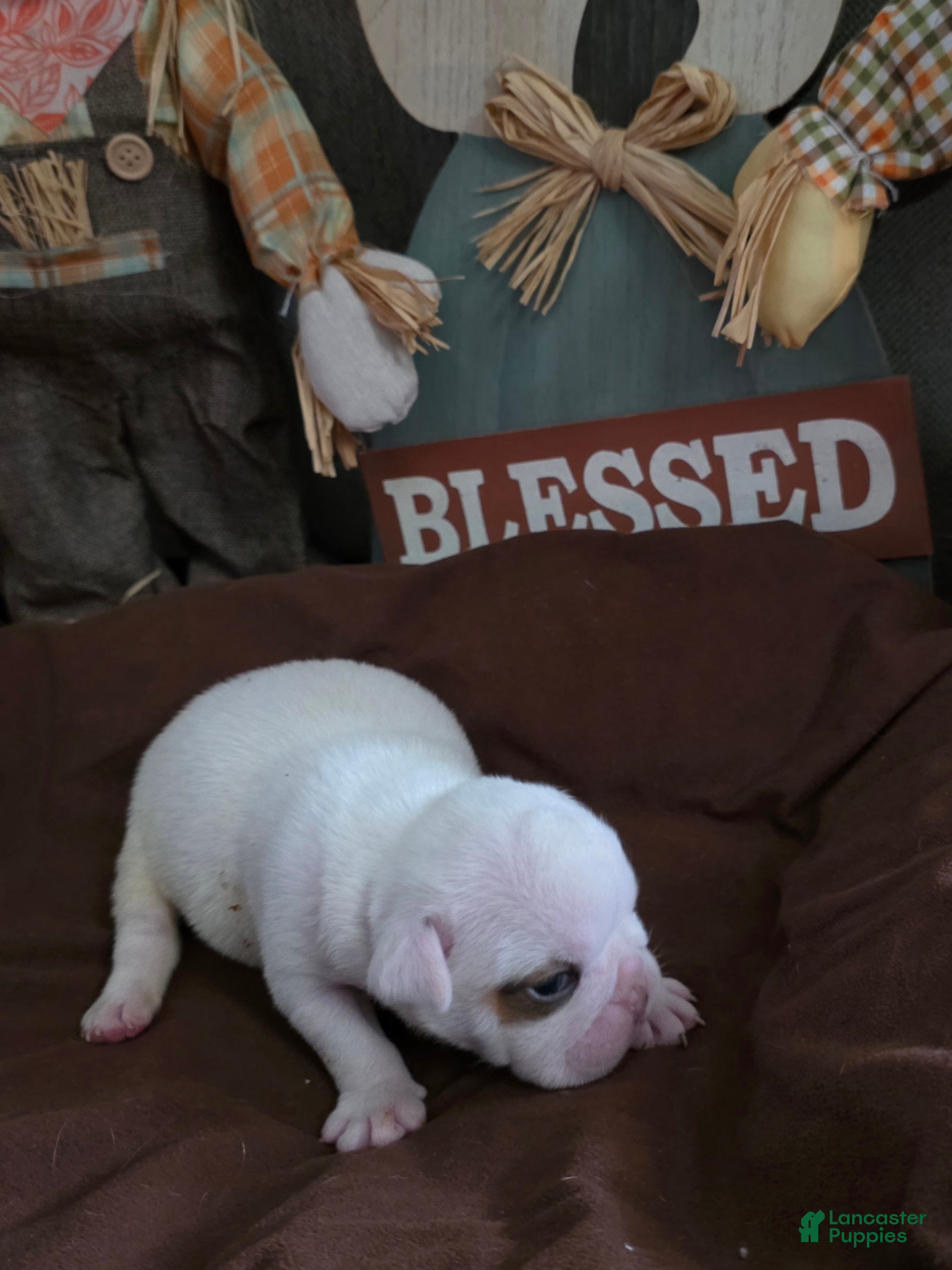 English Bulldog dogs English Bulldog 2 - Ad 2