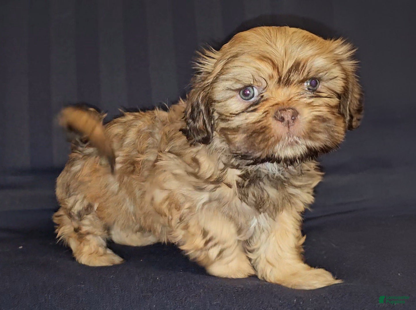 Mixed Breed dogs Obi Wan Paw-nobi  - Ad 2