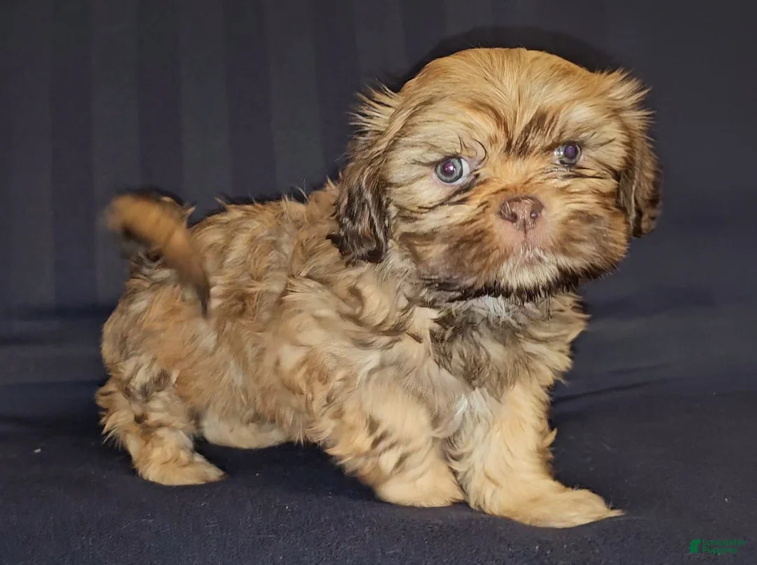 Mixed Breed dogs for sale: Obi Wan Paw-nobi  - Ad 2