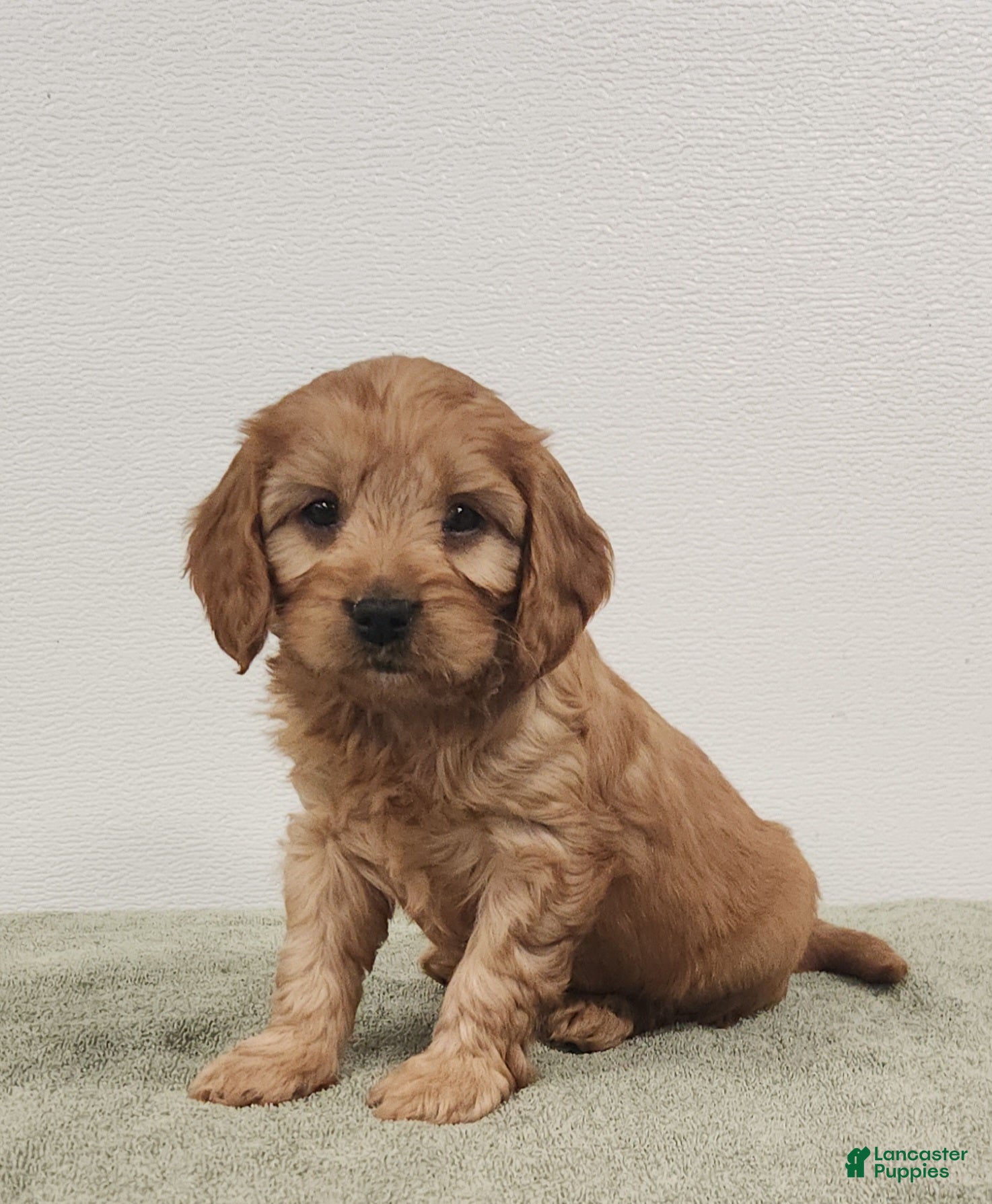 Cavapoo dogs Romeo  - Ad 2