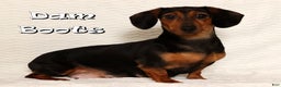 Miniature Dachshund dogs for sale: Remi - Ad 10