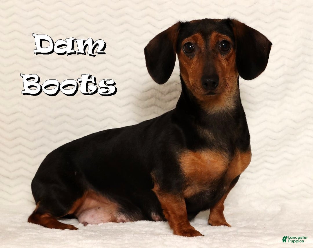 Miniature Dachshund dogs for sale: Remi - Ad 10