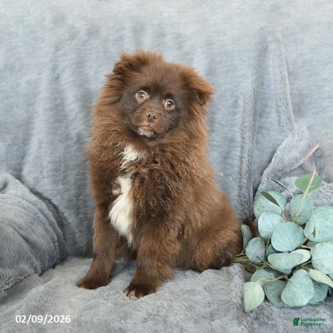 Pomeranian dogs for sale: Tommy - Ad 1