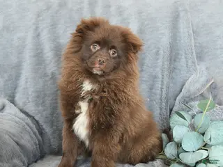 Pomeranian dogs Tommy - Ad 40