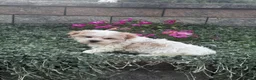Havanese dogs for sale: Hamilton  - Ad 5
