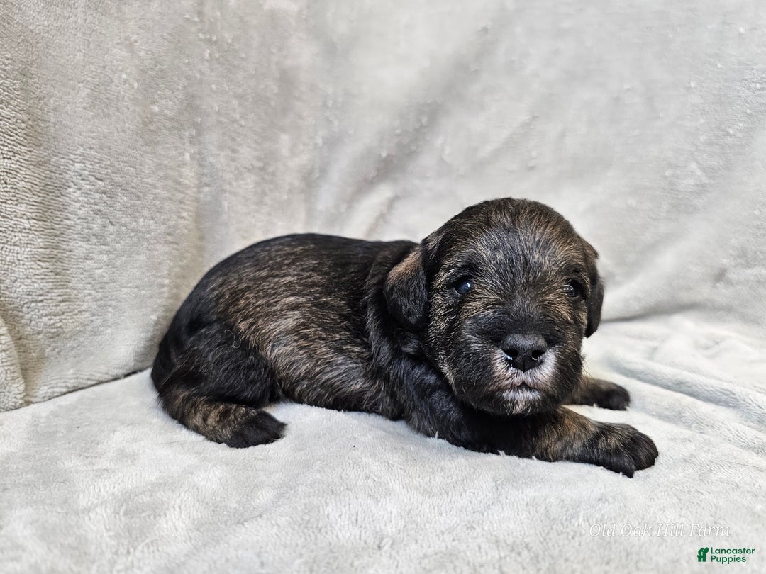 Mixed Breed dogs for sale: Kenny - Ad 13