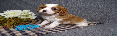 Charlie