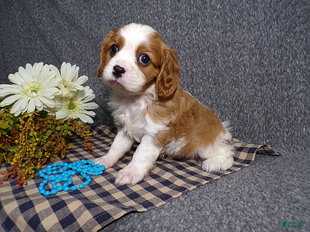 Cavalier King Charles Spaniel dogs for sale: Charlie - Ad 1
