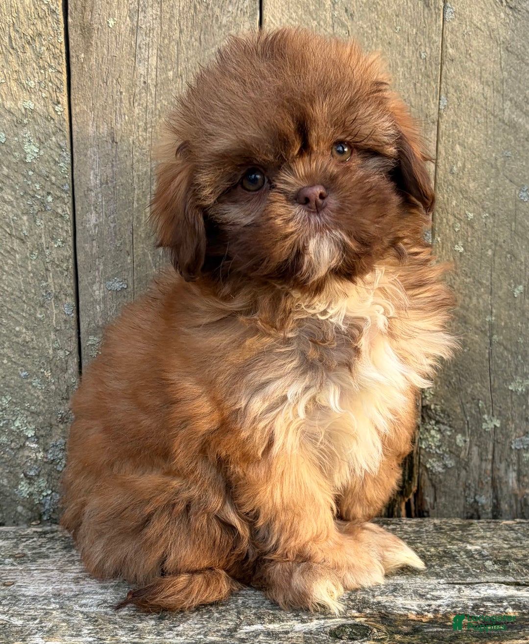 Shih Tzu dogs for sale: 💗 IN BOSTON MASSACHUSETTS AREA 💗 PUREBRED CHOCOLATE SHIH TZU 💗 ESTIMATED ADULT SIZE 10-12 LBS 💗 - Ad 2