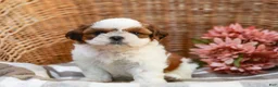 Shih Tzu dogs for sale: Austin - Ad 3