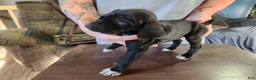 German Shorthaired Pointer dogs for sale: German Shorthaired Pointer 1 - Ad 1