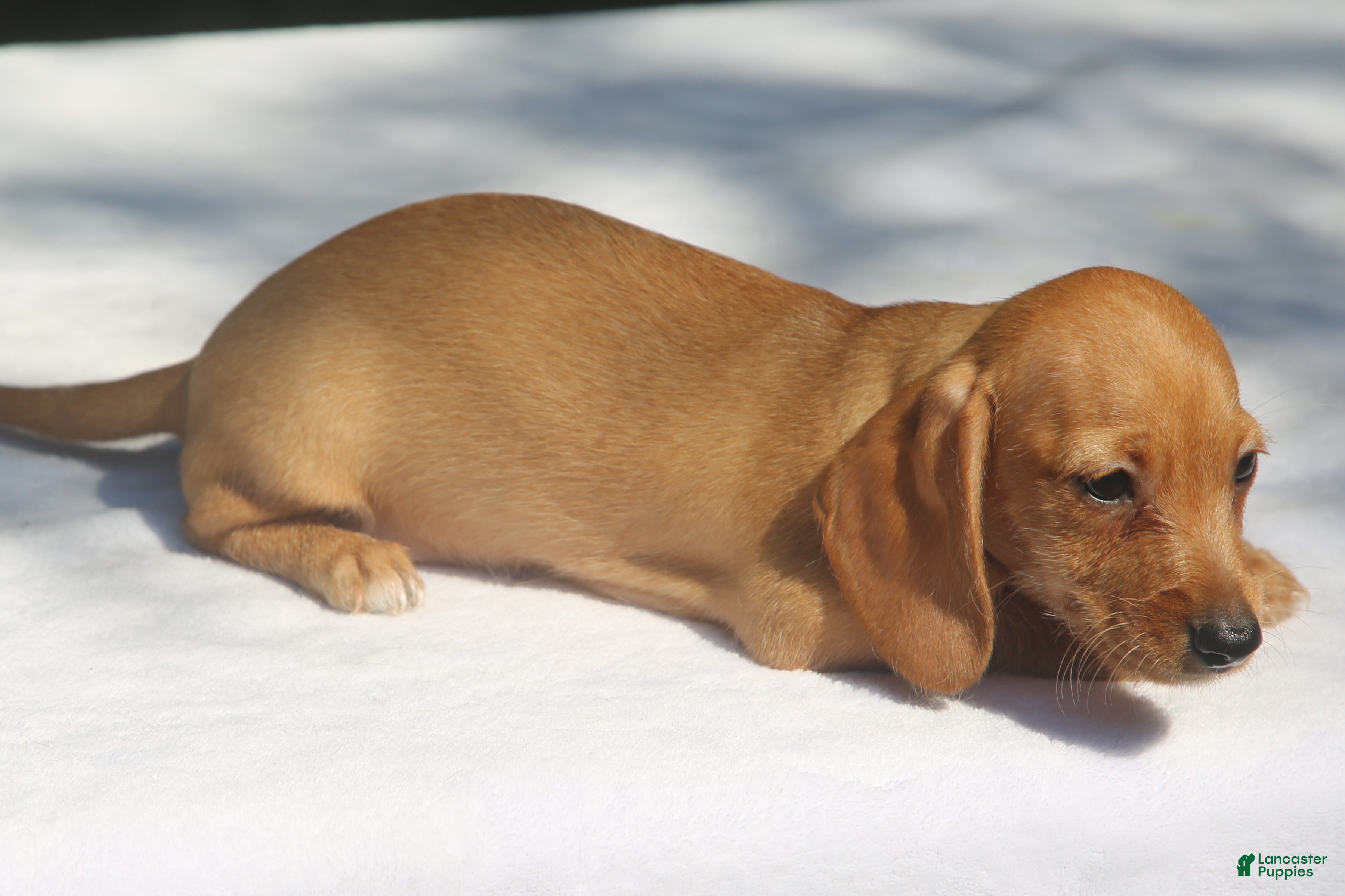 Miniature Dachshund dogs Clear Red Wirehair Mini - Ad 2