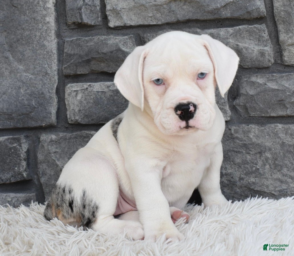 Beabull dogs Ava - Ad 1