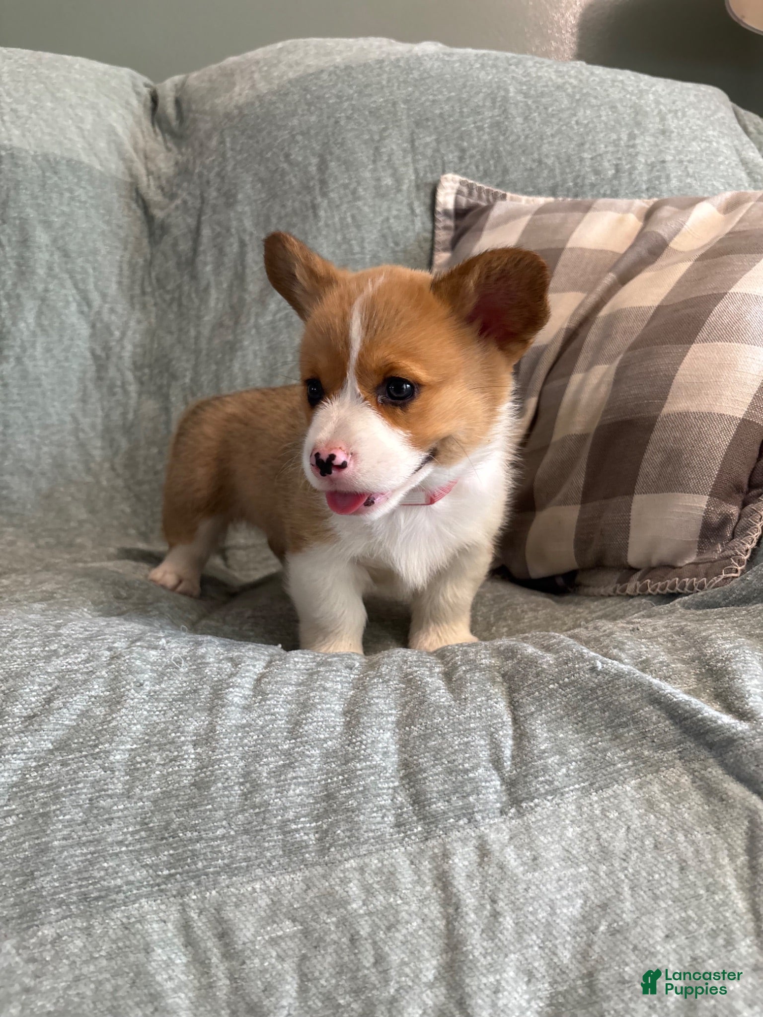 Welsh Corgi Pembroke dogs Welsh Corgi Pembroke 2 - Ad 1