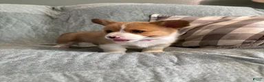 Welsh Corgi Pembroke 2