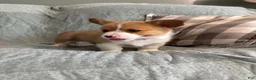 Welsh Corgi Pembroke dogs for sale: Welsh Corgi Pembroke 2 - Ad 1