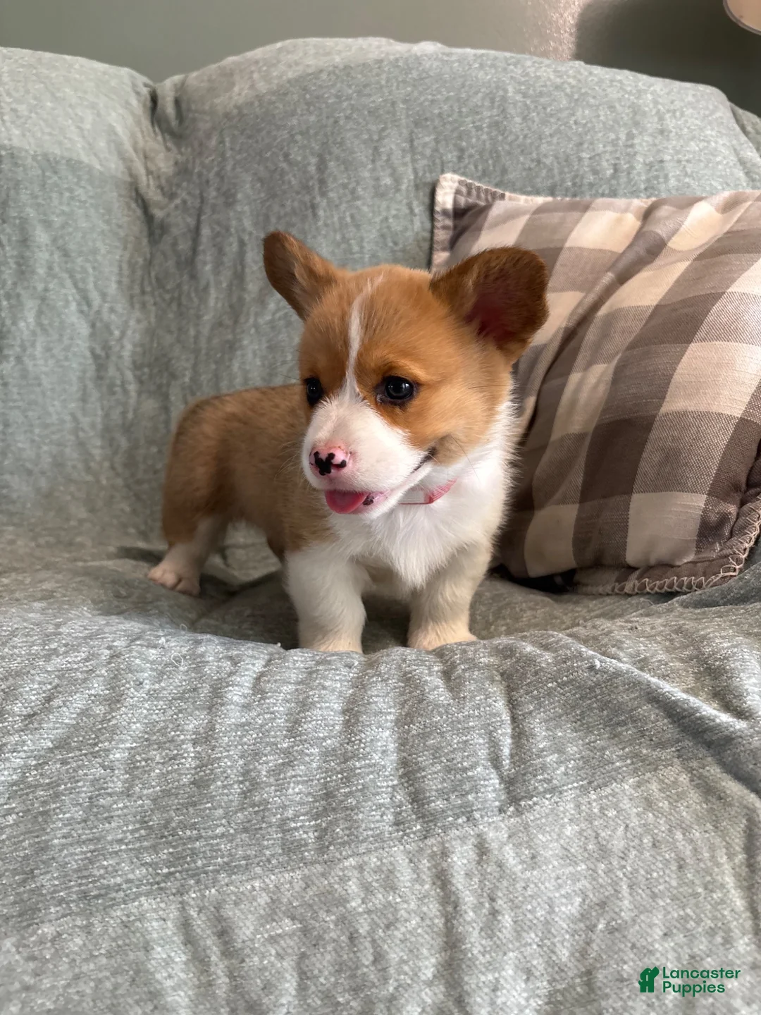 Welsh Corgi Pembroke dogs for sale: Welsh Corgi Pembroke 2 - Ad 1