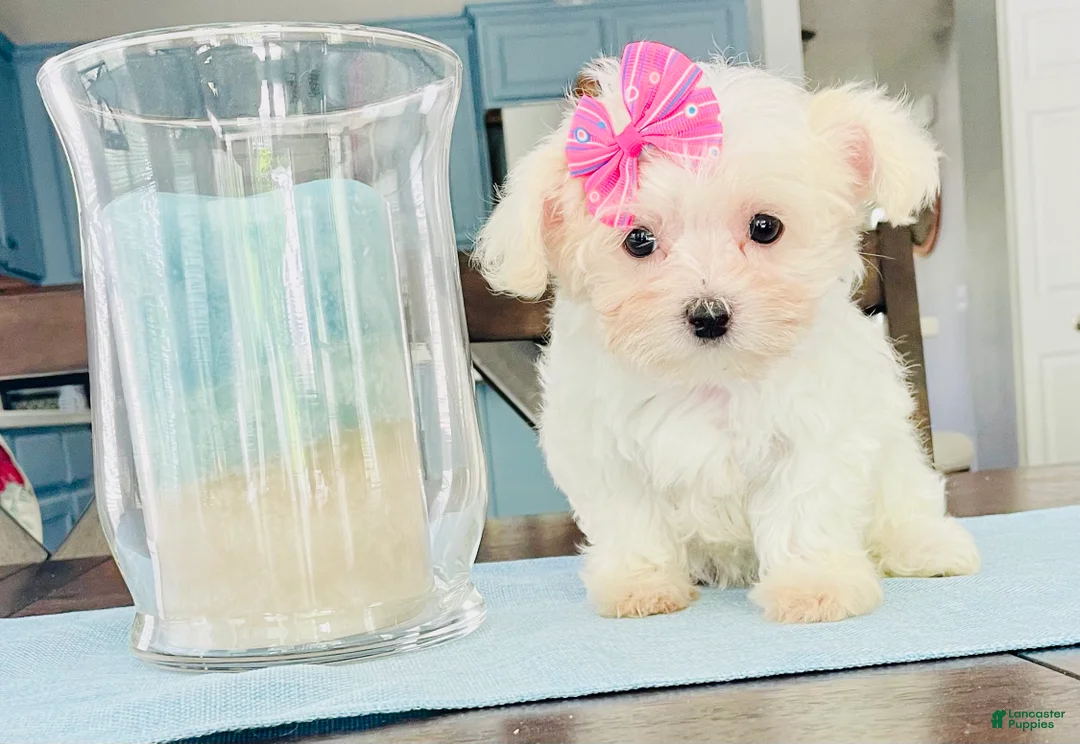 Maltese dogs for sale: Teacup Tenley - Ad 2