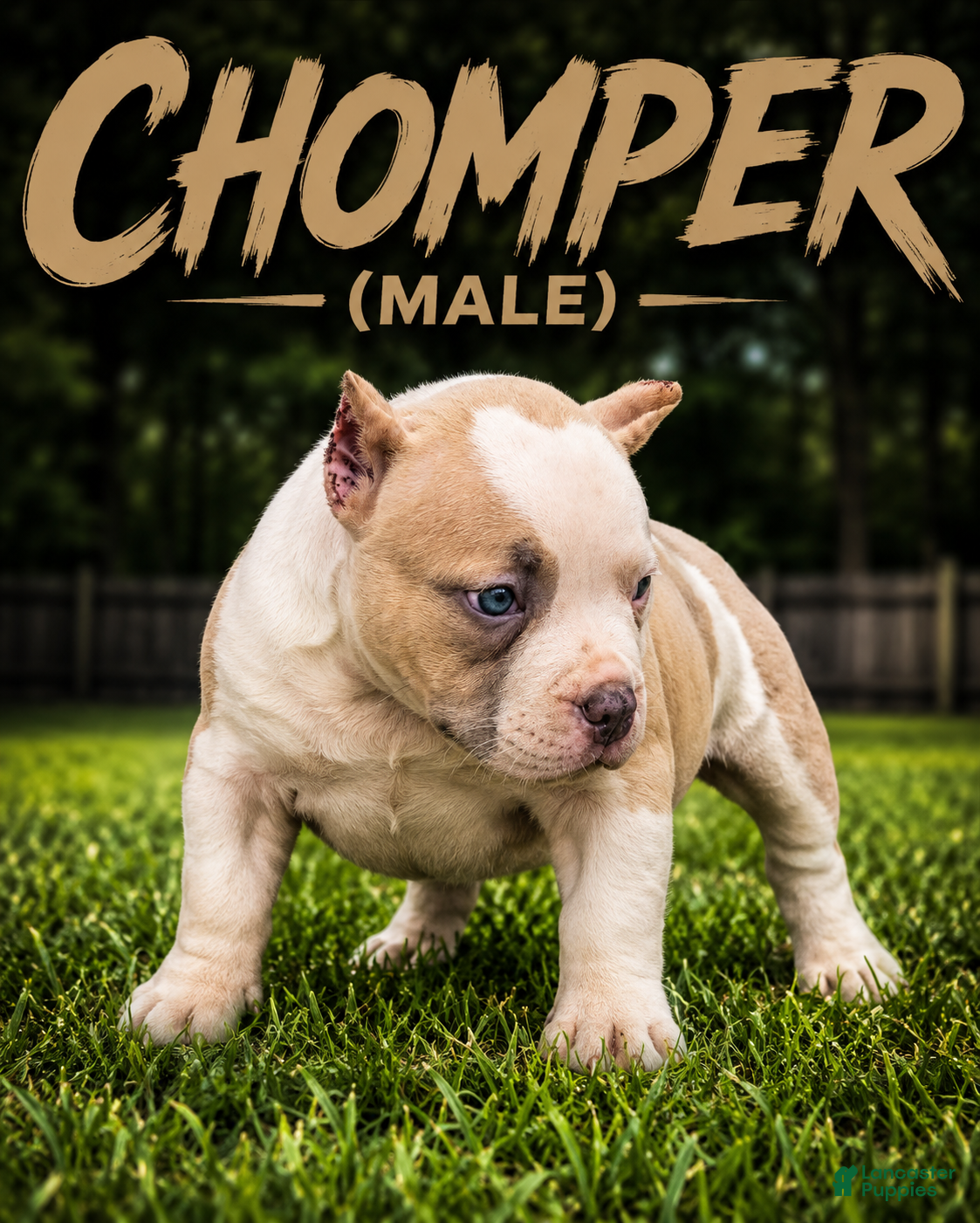 American Bully dogs CHOMPER  - Ad 1