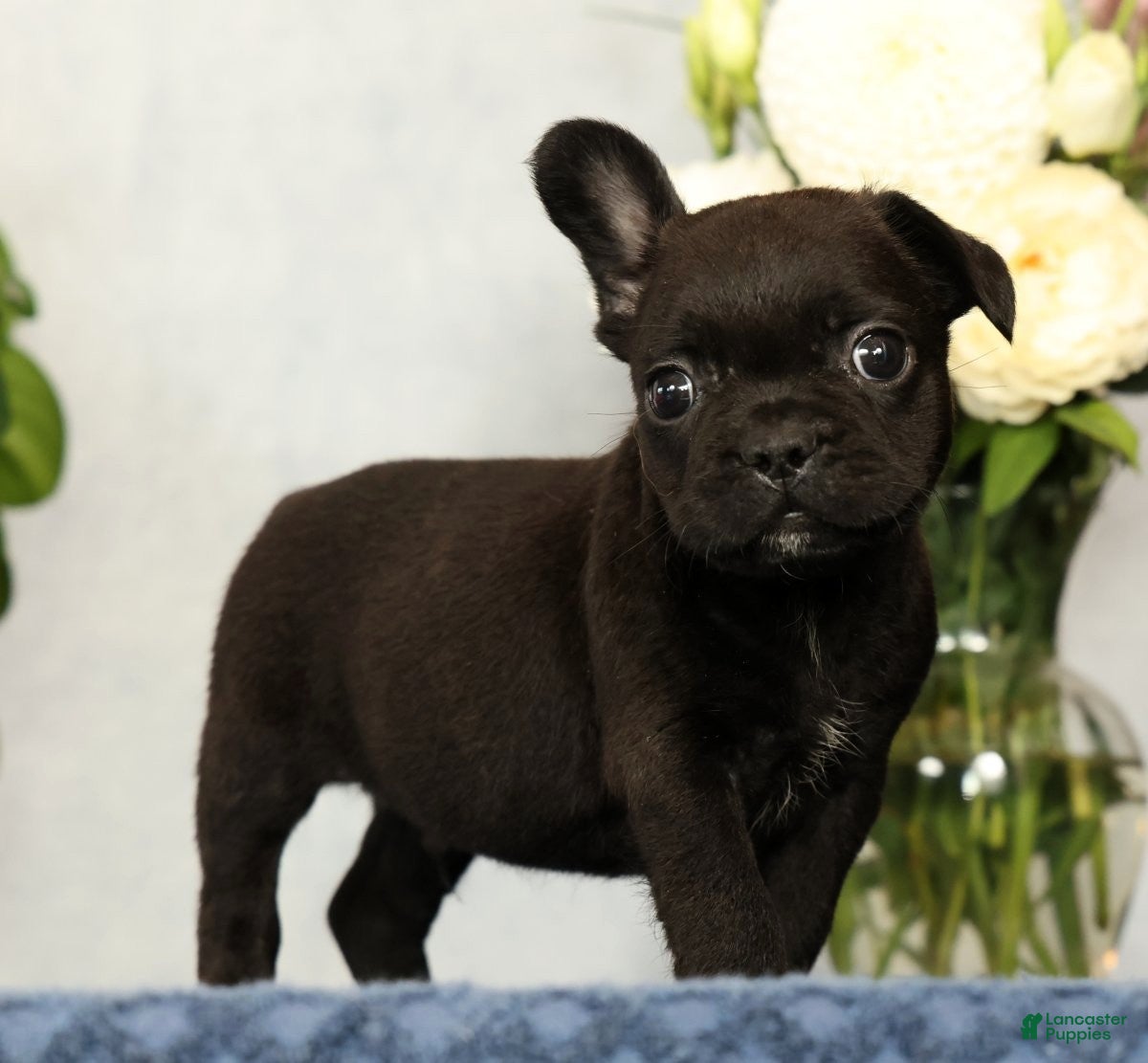French Bulldog dogs Pez - Ad 1