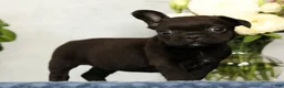 French Bulldog dogs for sale: Pez - Ad 3