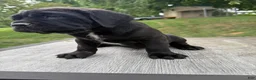 Cane Corso dogs for sale: Red collar - Ad 2
