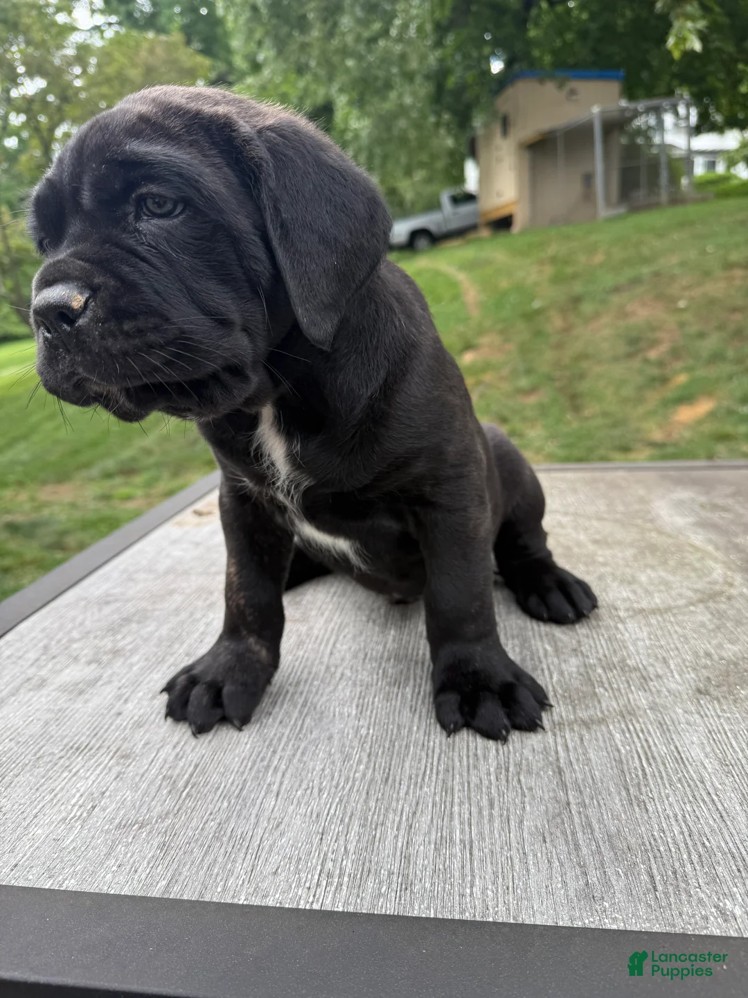 Cane Corso dogs for sale: Red collar - Ad 2