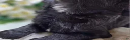 Cavapoo dogs for sale: Trigger - Ad 27