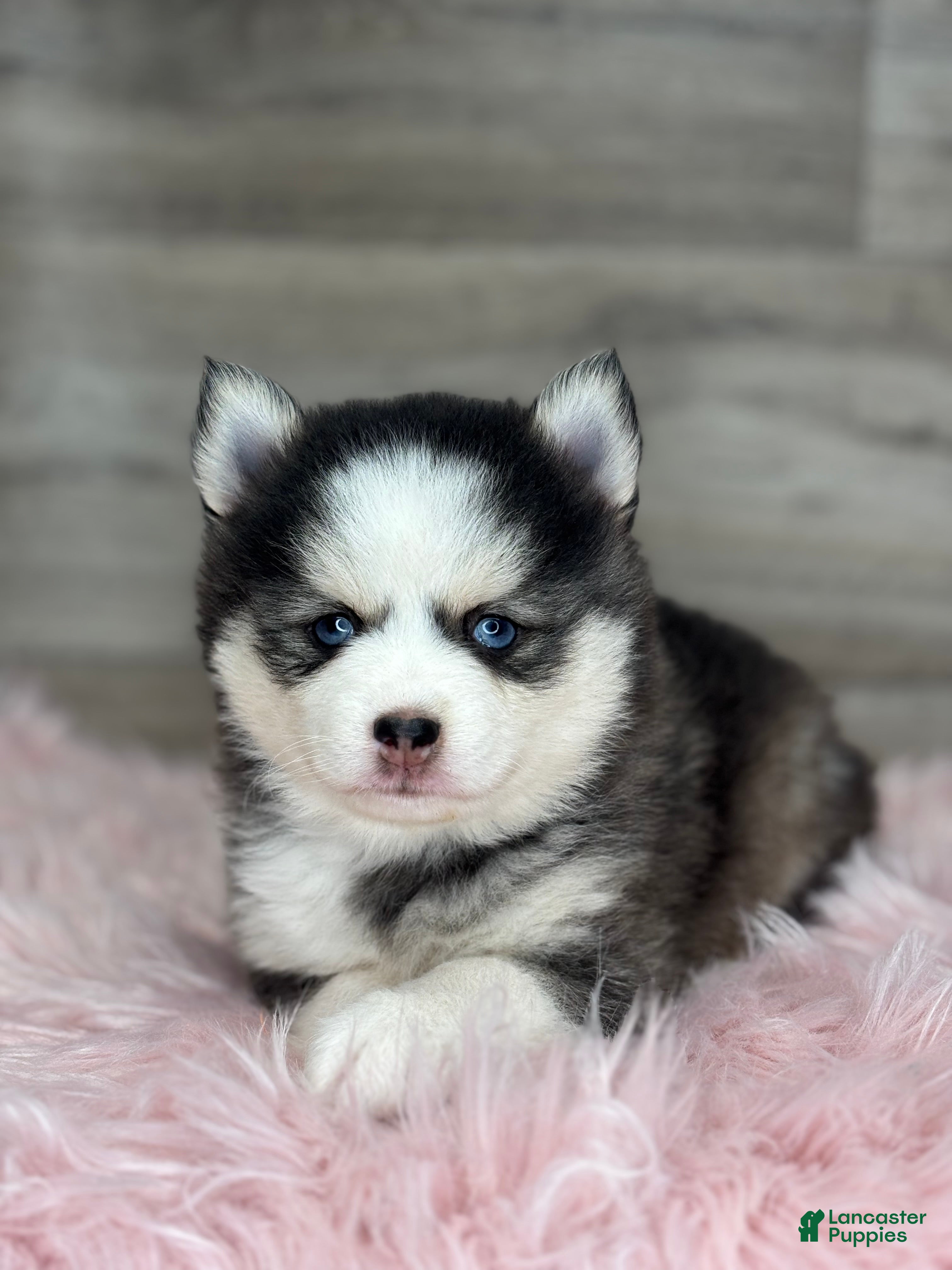 Pomsky dogs Alice - Ad 1