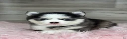 Pomsky dogs for sale: Alice - Ad 1