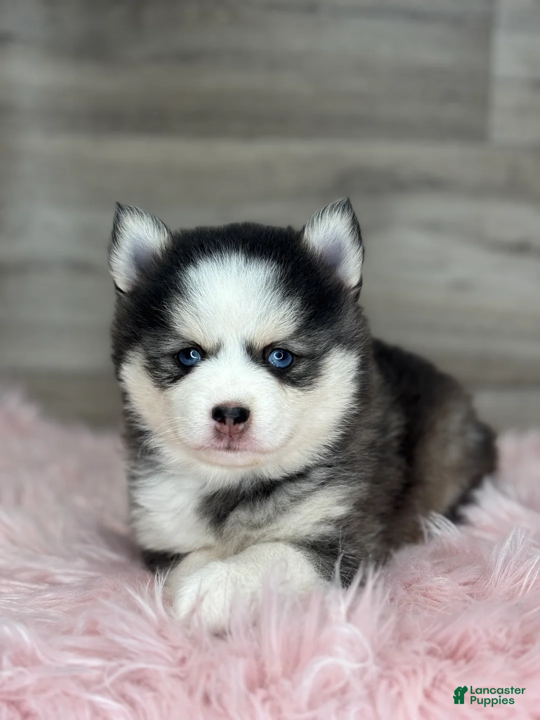 Pomsky dogs for sale: Alice - Ad 1